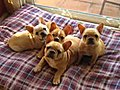 French Bulldog Puppies For Sale - Adorable Frenchies