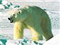 Oil Companies Protected if They Harm Polar Bears