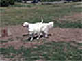 Animal Health