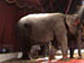 Circus Elephant Annie’s Abuse Shown