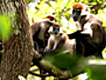 Acrobatic Jungle Monkeys