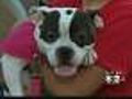 Angry Dog Lovers Converge On Rockville Center