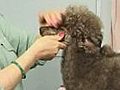 How to Shave the Neck - Poodle