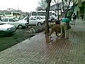 Washing a Lion in Iran