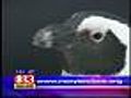 Baltimore Zoo Celebrates South African Penguins