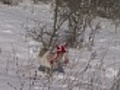 Funny goat in a viking hat