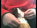 Hurly the guinea pig 3