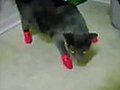 Cat hates Mittens