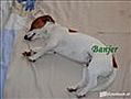 Jackrussellhussell Forum deel 2 made by Tanja