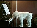 Amazng Canine Piano Performance