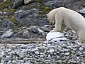 Polar Bears playing with spy cameras