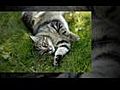 Cat Arthritis,  Arthritis in cats, cat health problems