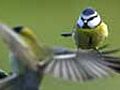 RSPB Big Garden Bird Watch