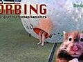 popSiren Bite - Zorbing: The Sport for Human Hamsters
