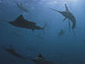 Sailfish feeding frenzy