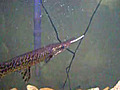 Alligator Gar