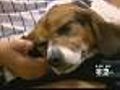 30 Beagles Freed From Science Lab,  Up For Adoption