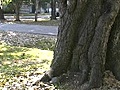 Stock Footage - Fighting Squirrels (2006)