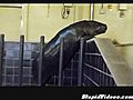 Baby Hippos Gossip Over Wall