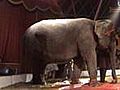 UK’s Last Circus Elephant Abused On Film