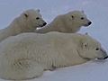 Polar Bears & Polar Bear Plunge