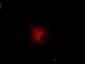 Latest Photos of Nibiru planet X