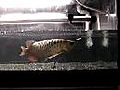 过背金龙边换水边喂食