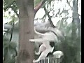 Dog Climbs Tree For Frisbee