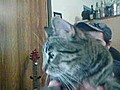 kitty the fat cat - 06/20/2010 13:43