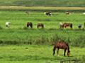 Green pasture