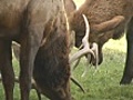 Elk Fighting