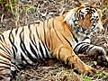 Tiger census: 295 tigers added,  population estimated at 1706