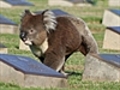 Centennial Park visitor