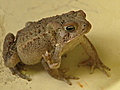 Man adopts 5-legged toad