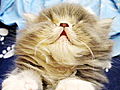 America’s Cutest Cat 2010: Sleepy Kitty