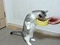 Sophisticated cat eats standing up