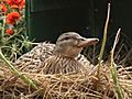 Duck Makes Home In Home Depot