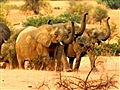 Great Migrations - Nomadic Elephants