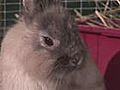 How To Identify Different Breeds Of Rabbits