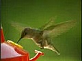 Vliegende Kolibri