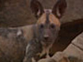 Wild Dog Pups Maintain Discipline