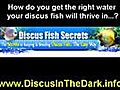 VIDEO. Discus Fish Secrets...