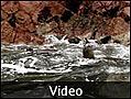 Sea Lion Video - Soap Box, Peru