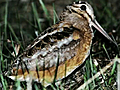 Snipe / Woodcock Hunting At Night