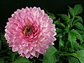 Time-lapse Of Blooming Pink Dahlia 1 Stock Footage