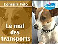 Le mal des transports des chiens et chats