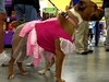 Pups Show Off Costumes In Anticipation of Halloween