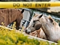 Hendra virus kills a horse in Queensland