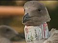 Abused Birds Fitted With Beer Can Collars