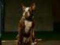 Meet The Pooches Of 'Great American Dog'